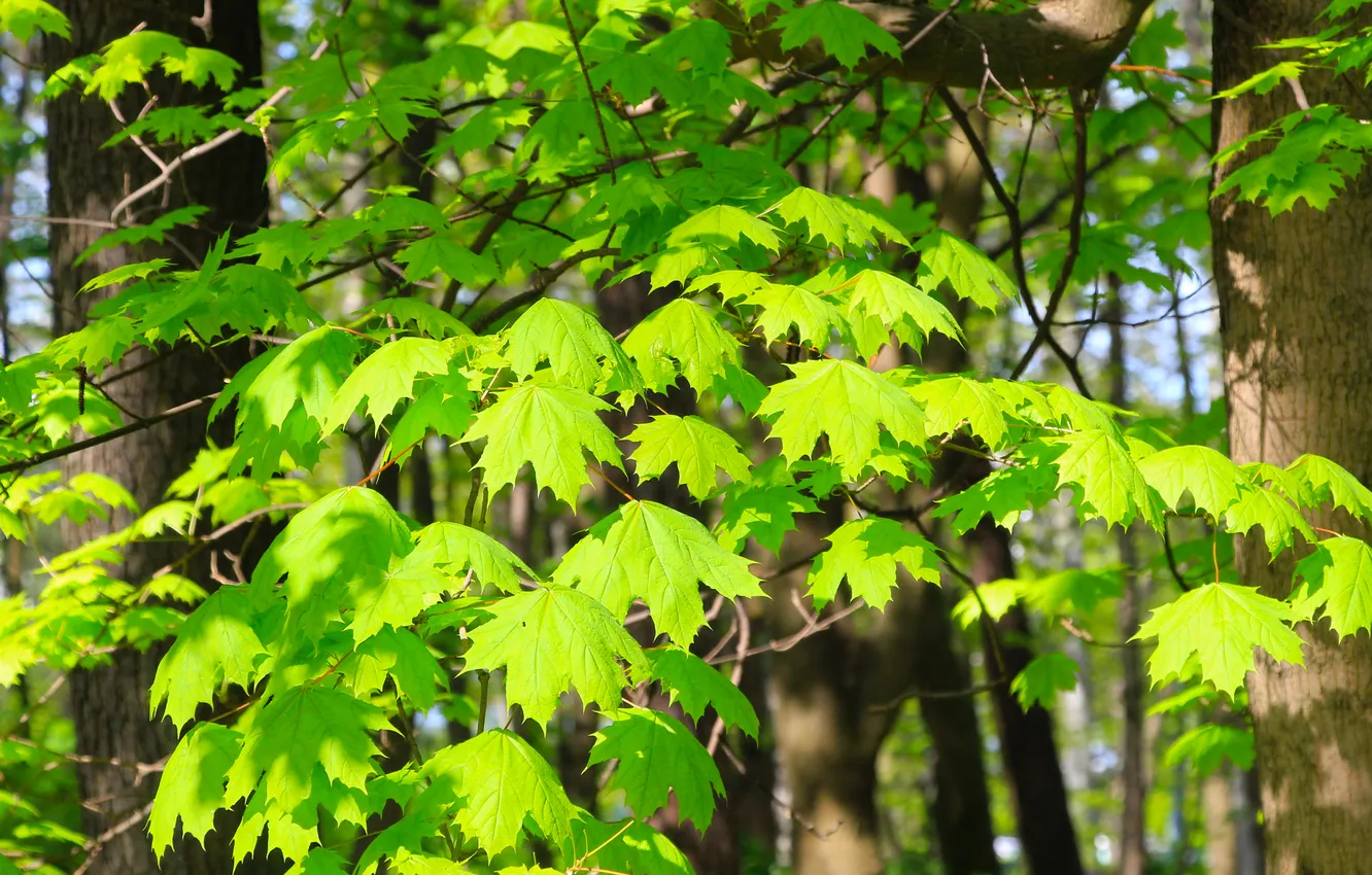 Photo wallpaper tree, leafs, spring, twig