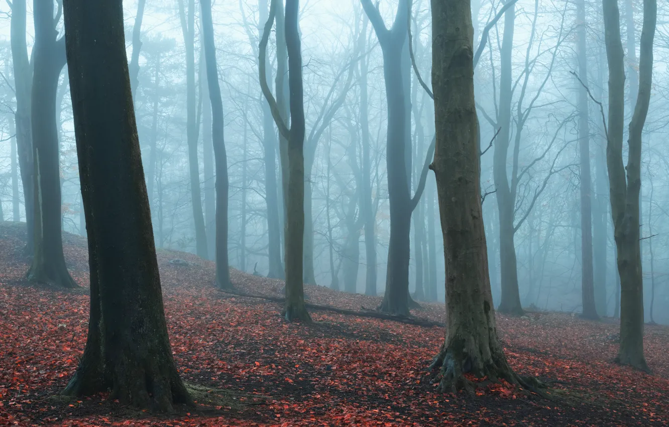 Photo wallpaper autumn, forest, fog, foliage
