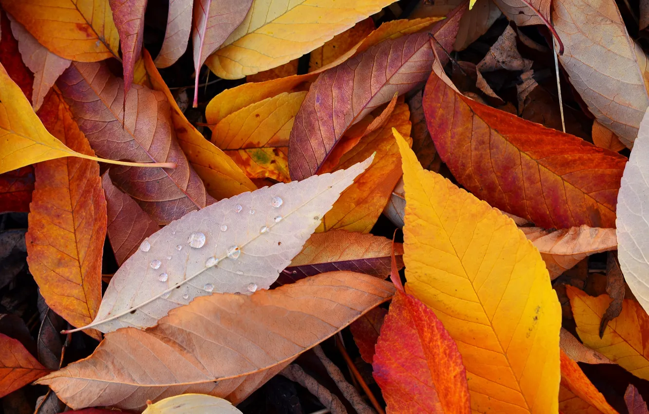 Photo wallpaper autumn, leaves, nature