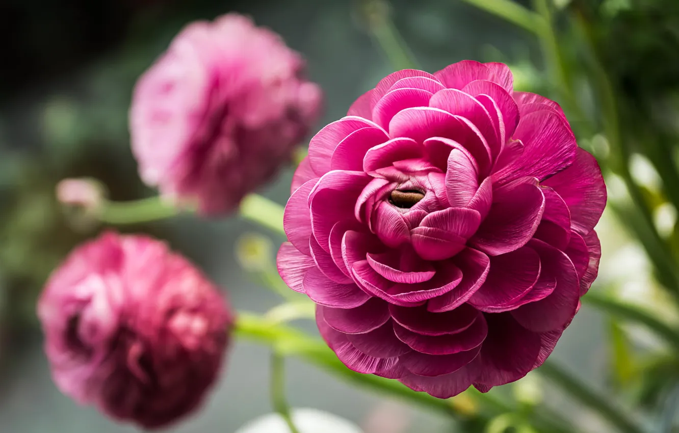 Photo wallpaper macro, flowers, nature, buttercups