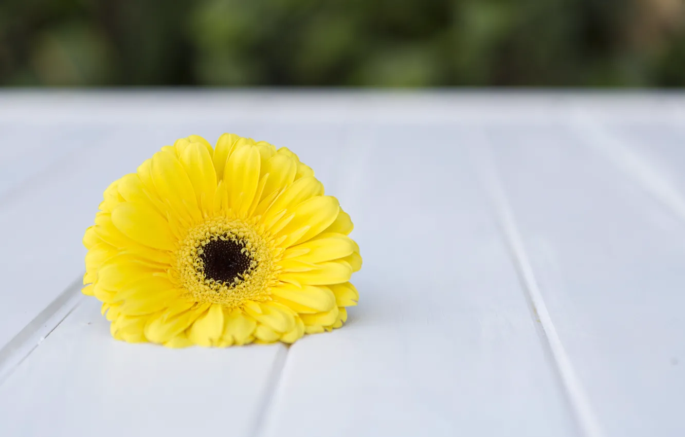 Photo wallpaper flower, macro, yellow, gerbera