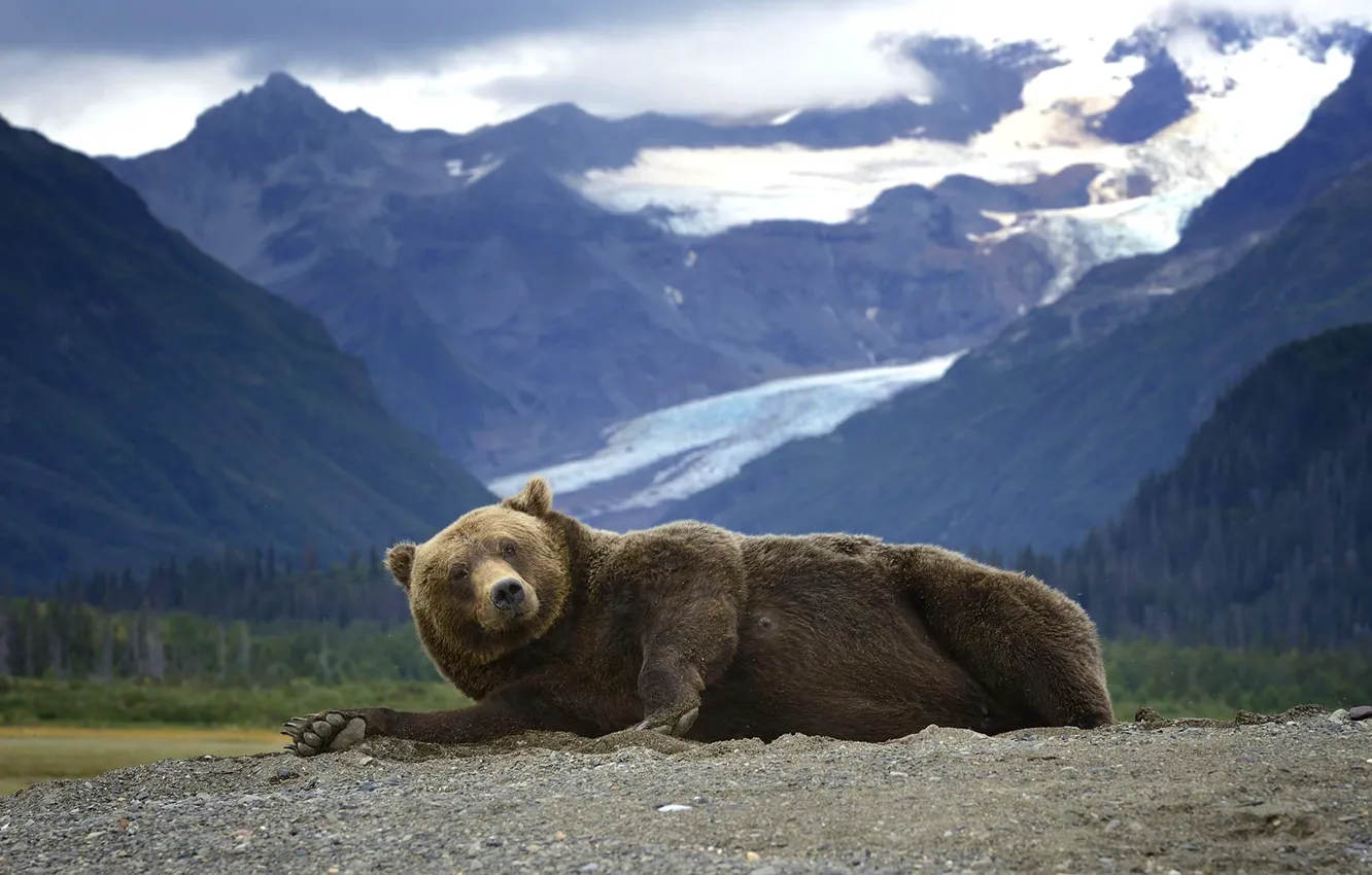 Photo wallpaper mountains, predator, Alaska, Bear, lies, Grizzly