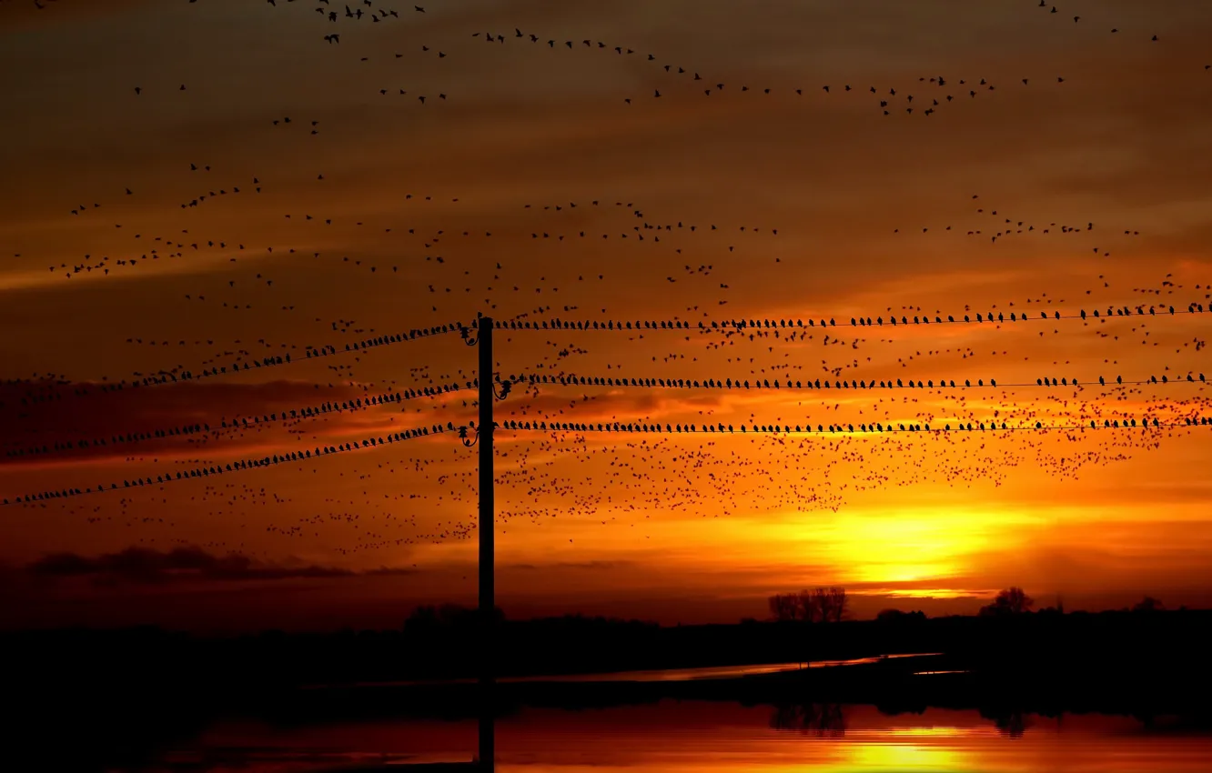Photo wallpaper sunset, birds, night, nature, power lines