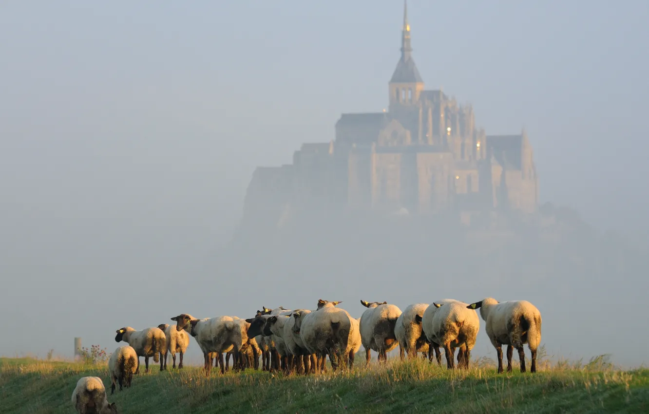 Photo wallpaper fog, island, sheep, morning, the herd, Mont-Saint-Michel