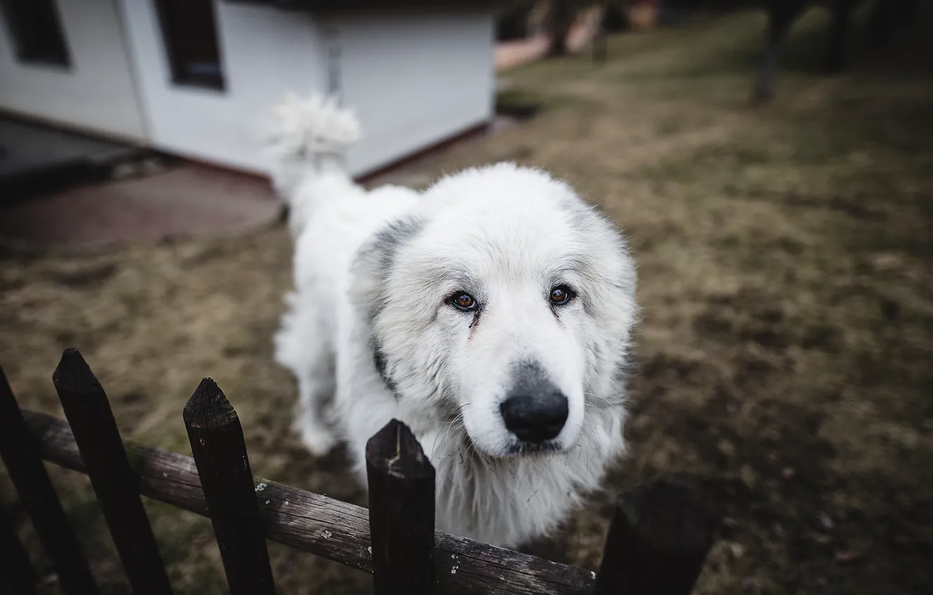 Photo wallpaper each, the fence, dog