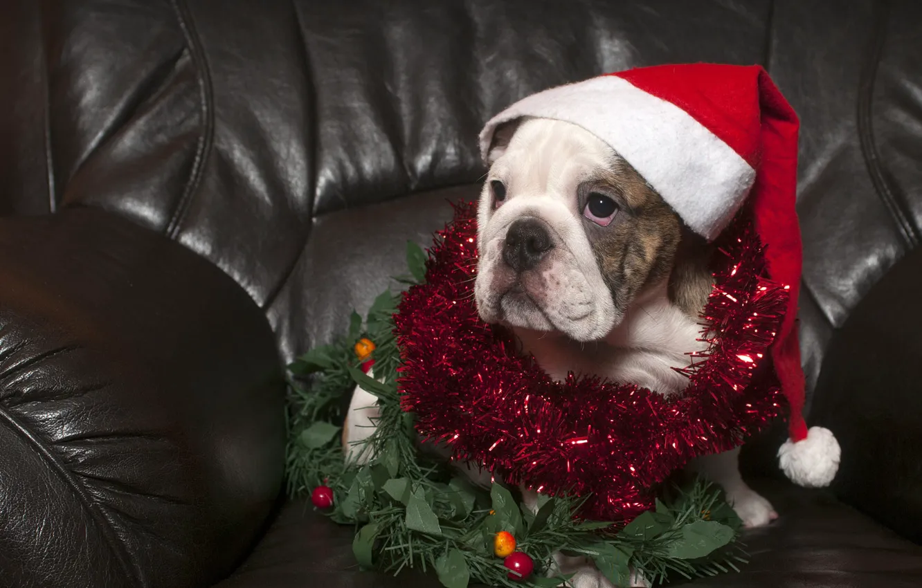 Photo wallpaper look, pose, Shine, new year, portrait, dog, chair, Christmas