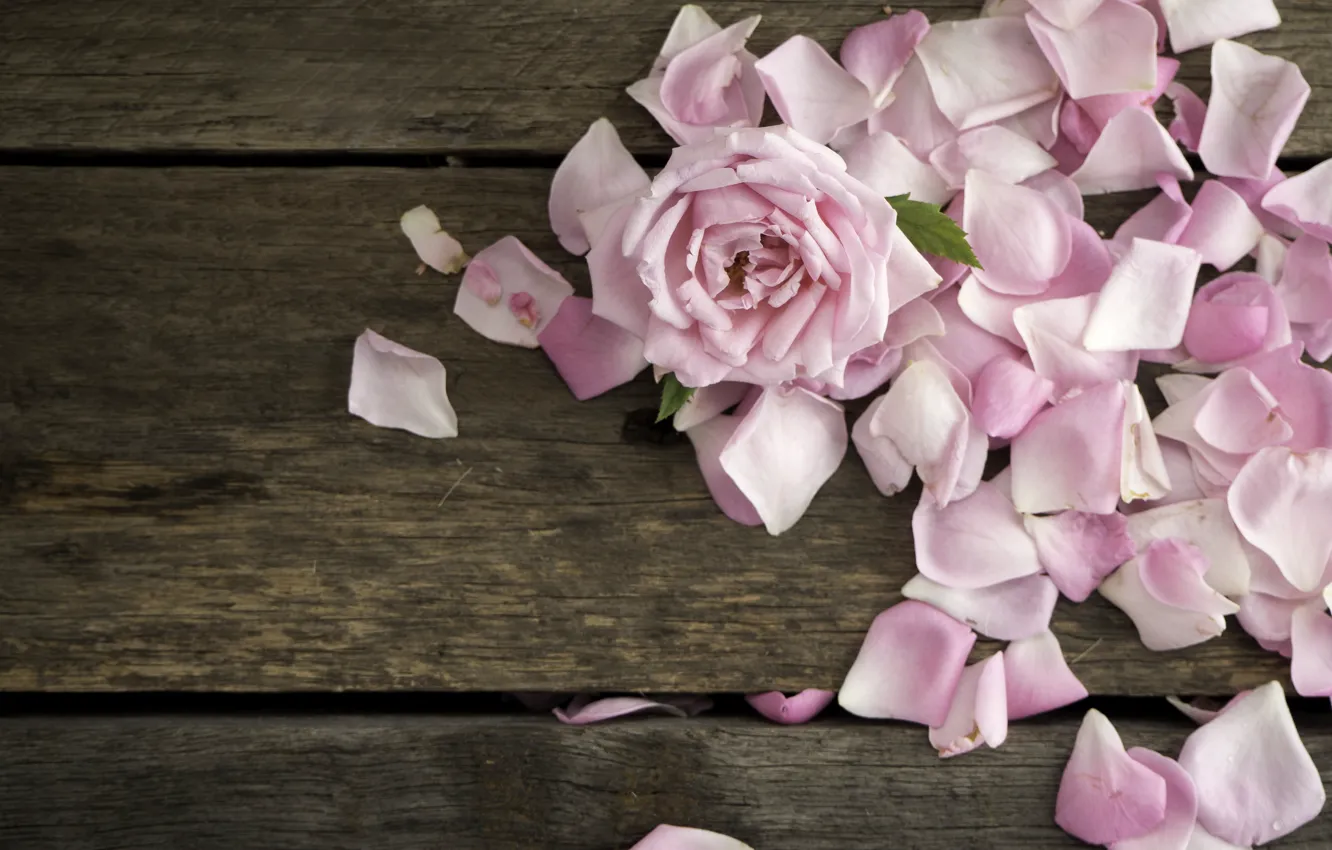 Photo wallpaper flower, rose, petals