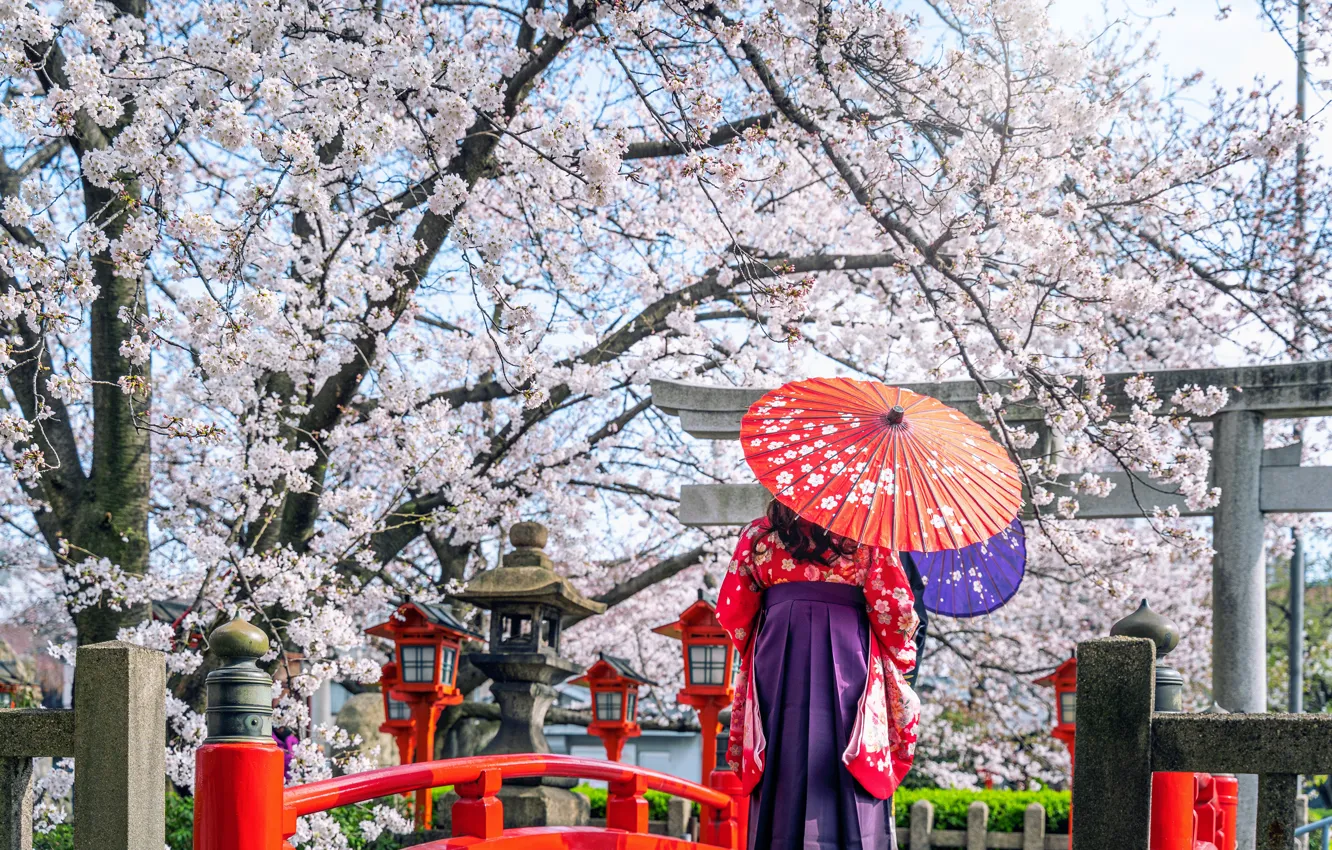 Photo wallpaper cherry, Japanese, spring, umbrella, Japan, Sakura, Japan, kimono