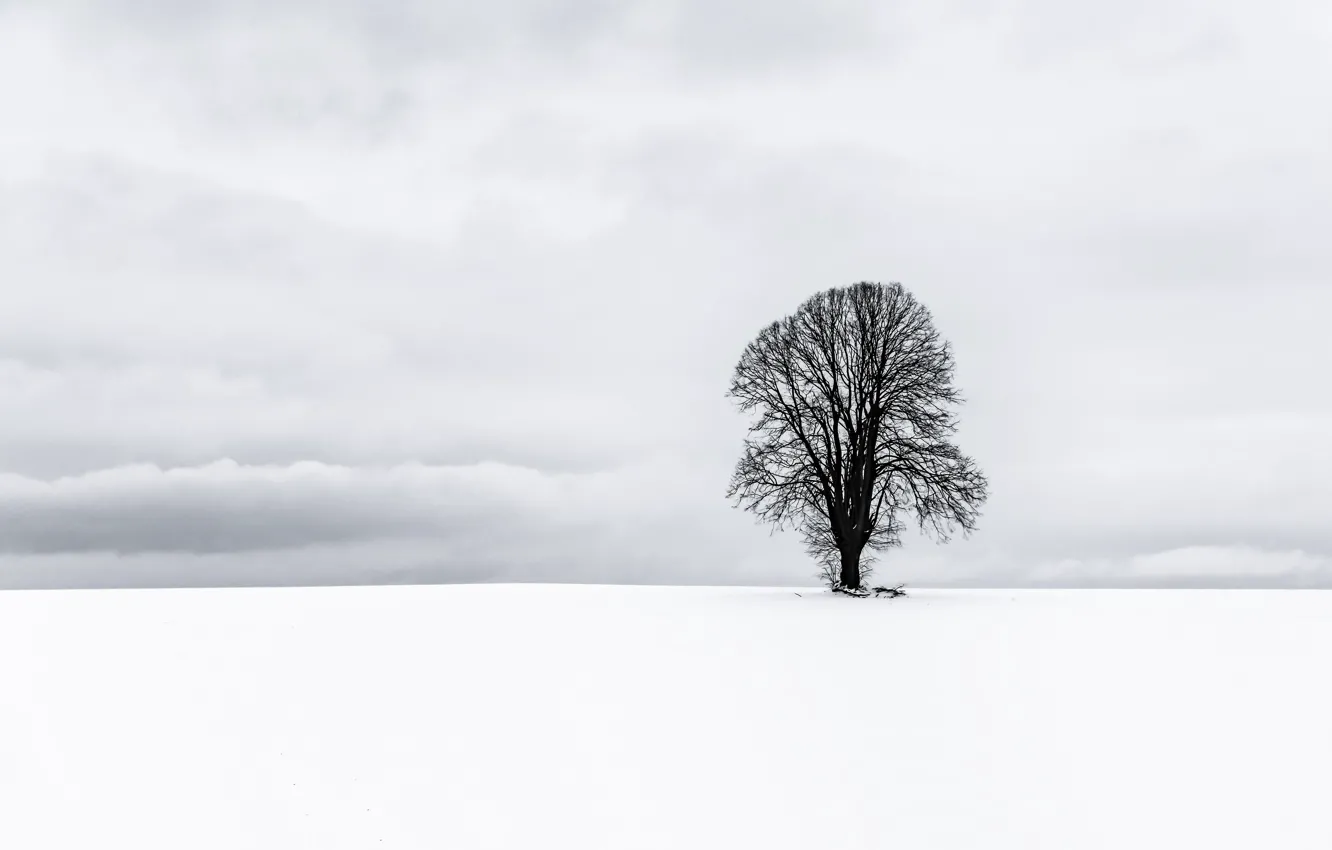 Photo wallpaper winter, clouds, snow, tree
