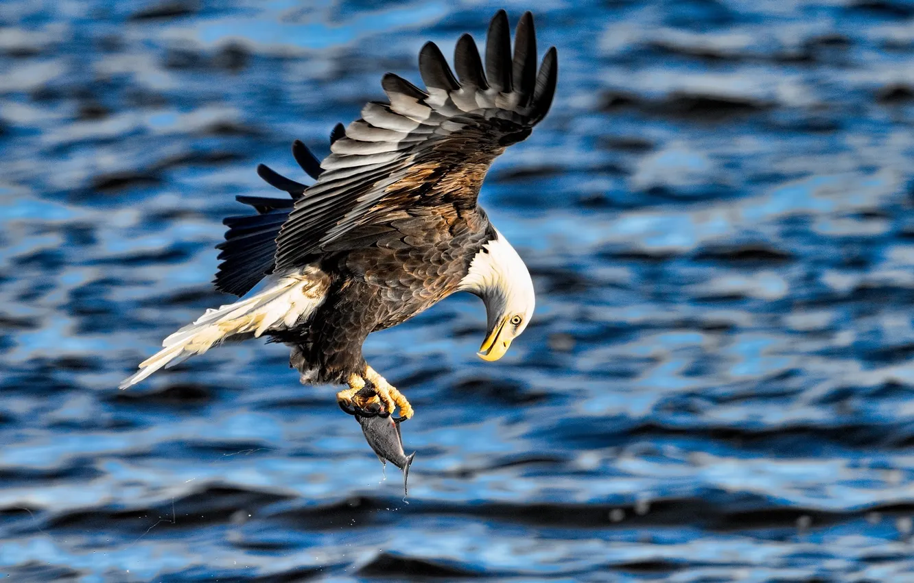 Photo wallpaper flight, wings, fish, predator, mining, bald eagle