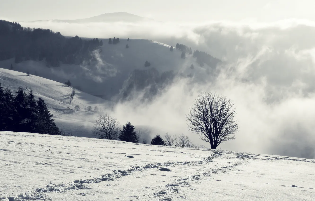 Photo wallpaper winter, snow, mountains, tree, haze
