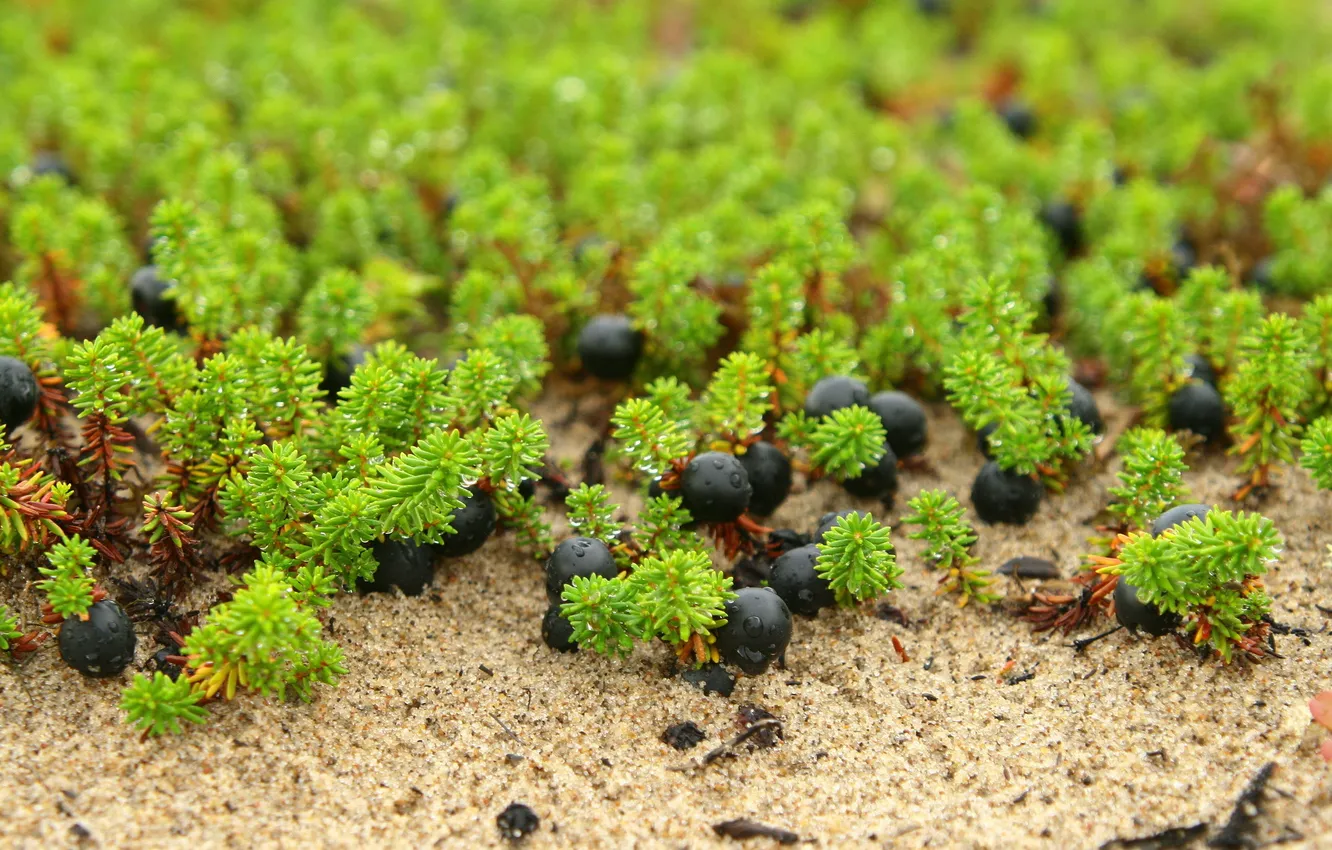 Photo wallpaper sand, Rosa, berries