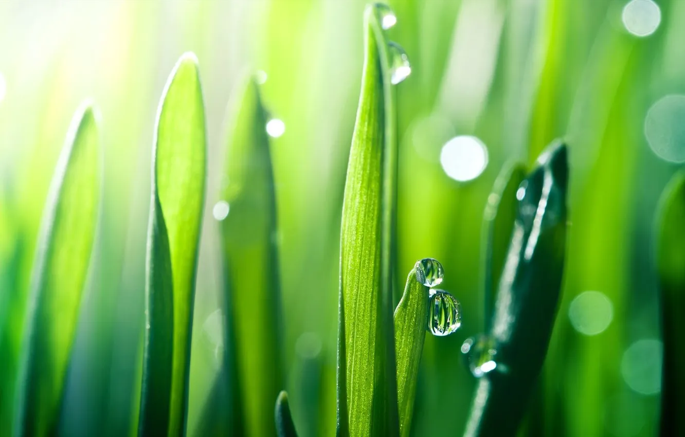 Photo wallpaper grass, macro, nature, dawn, race