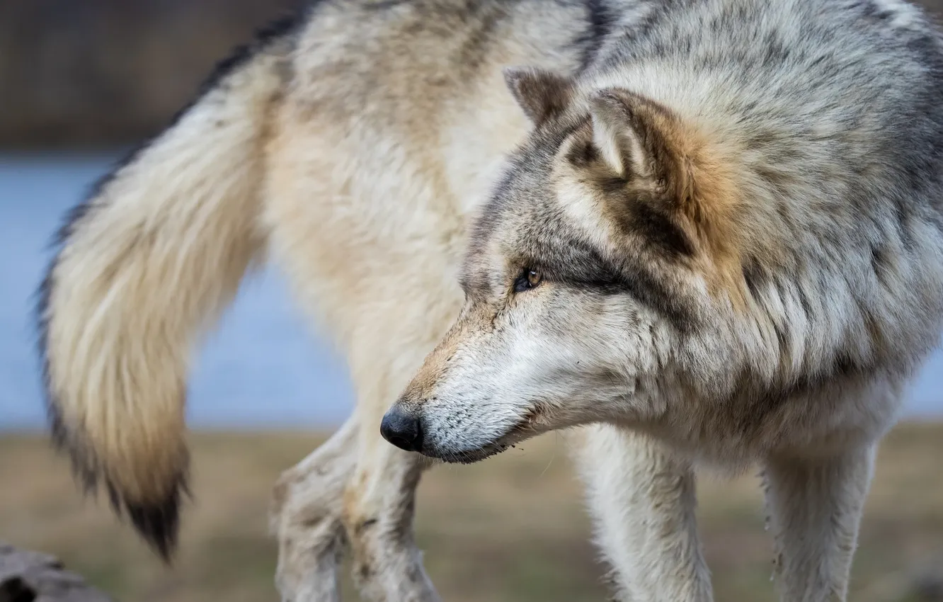 Photo wallpaper face, wolf, predator, profile, fur