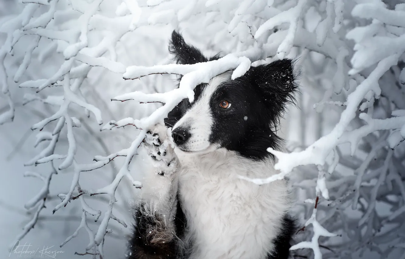Photo wallpaper winter, snow, branches, dog, The border collie, Ekaterina Kikot