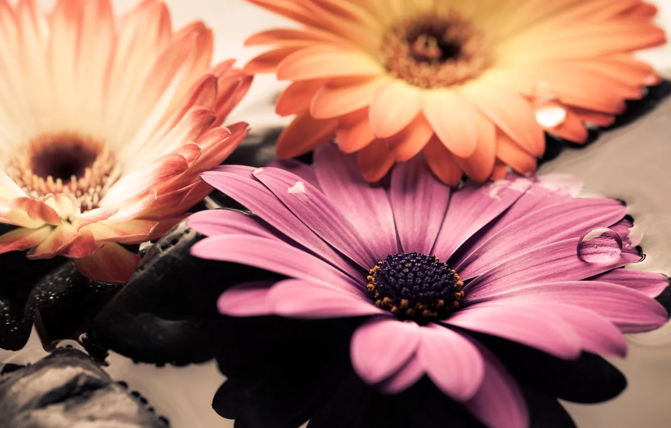 Photo wallpaper water, stones, colorful, gerbera, flowers, gerbera, Osteospermum