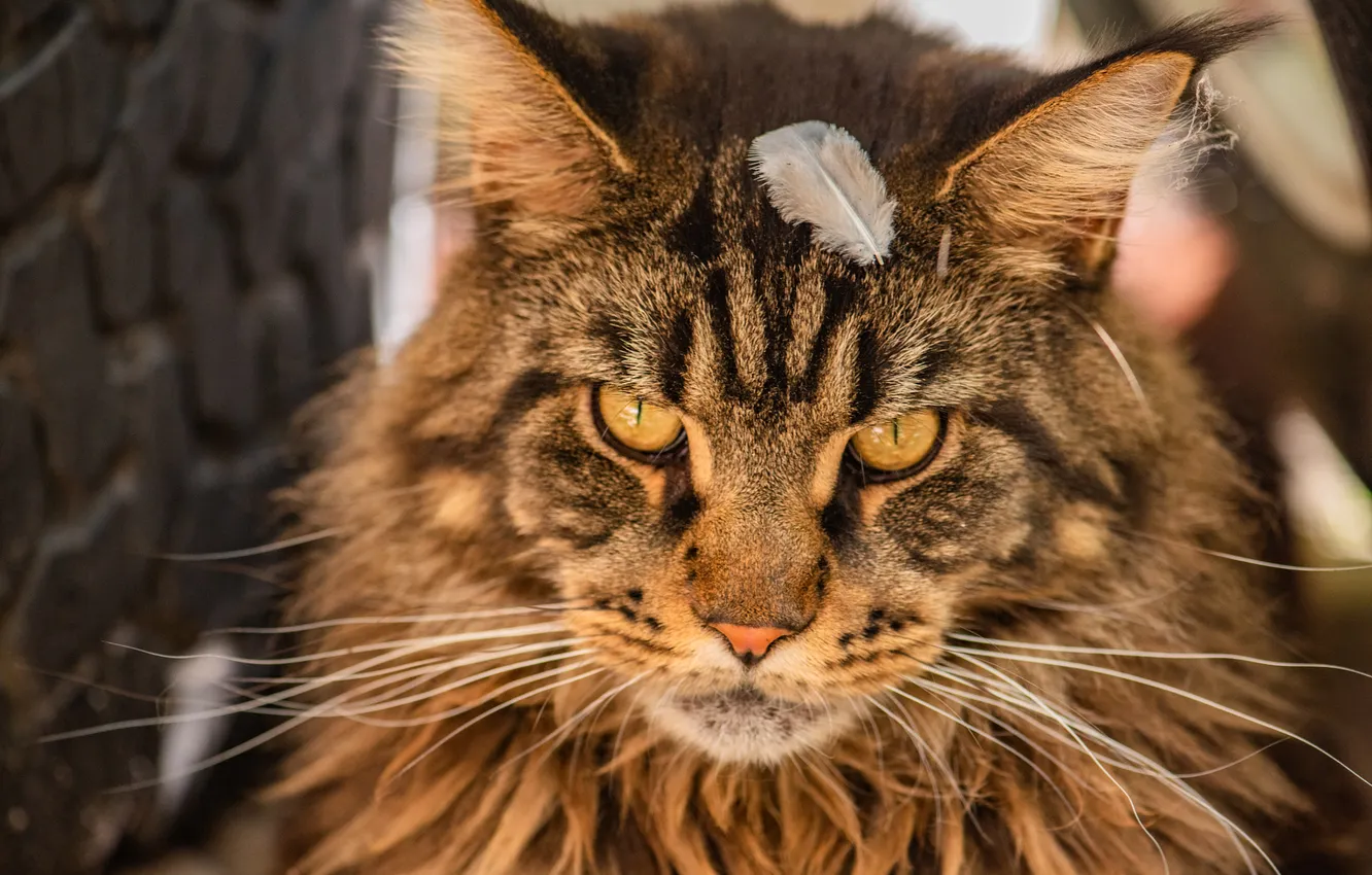 Photo wallpaper cat, cat, mustache, look, pose, grey, wall, portrait