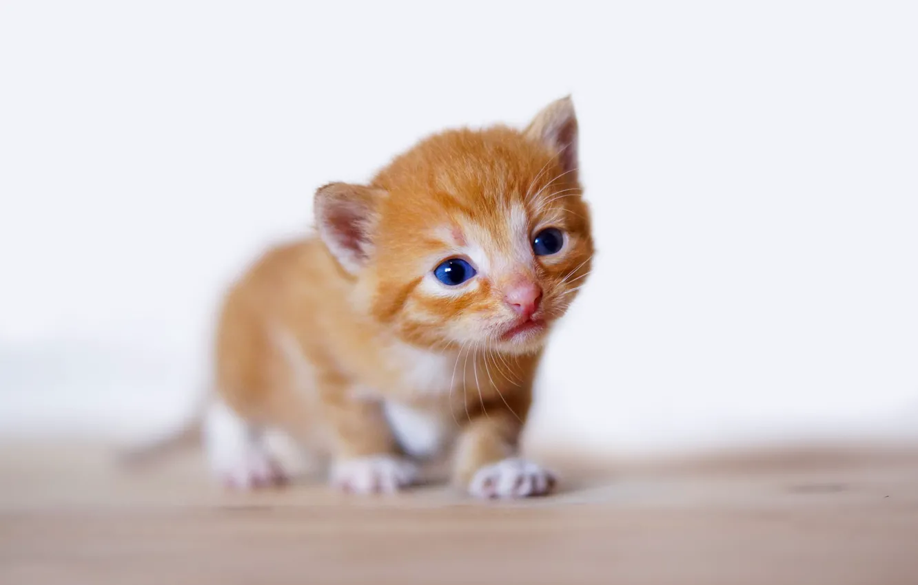 Photo wallpaper cat, cat, look, pose, kitty, small, baby, red