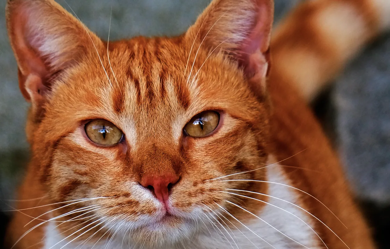 Photo wallpaper cat, look, close-up, portrait, red, muzzle, cat