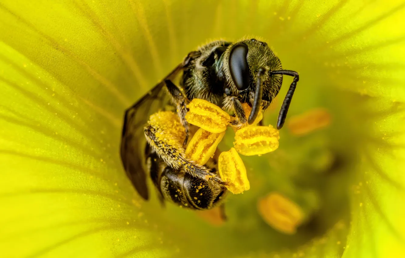 Photo wallpaper flower, macro, yellow, pose, bee, pollen, stamens