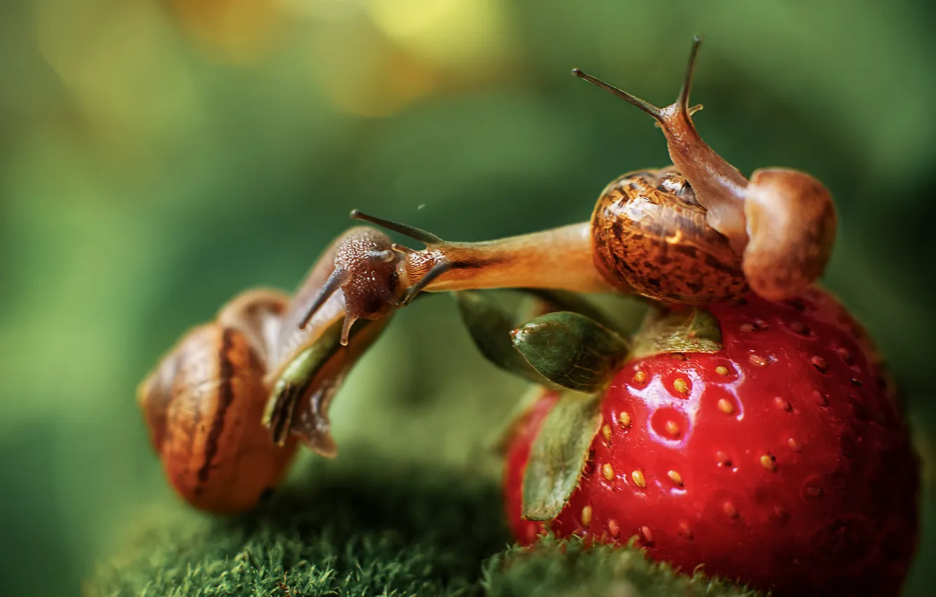 Photo wallpaper macro, berries, moss, snail, family, strawberry