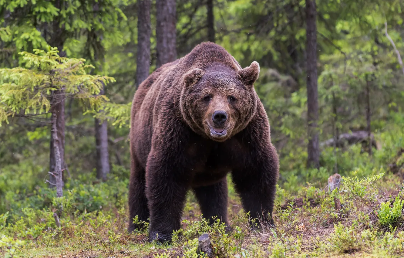 Photo wallpaper forest, pose, bear, mouth