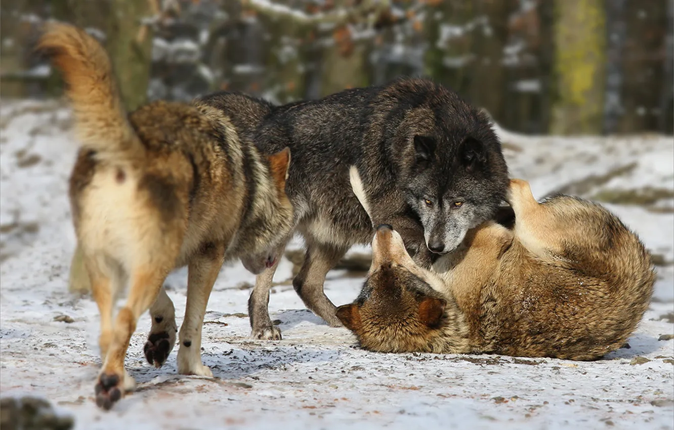 Photo wallpaper nature, Gray Wolf, face, animal, wolf, canis lupus, wildlife, head