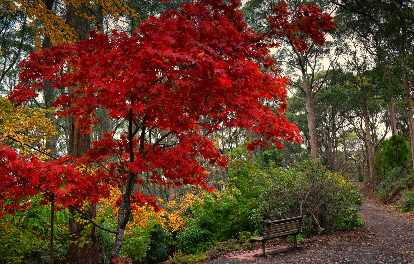 Photo wallpaper trees, Park, Autumn, beauty.