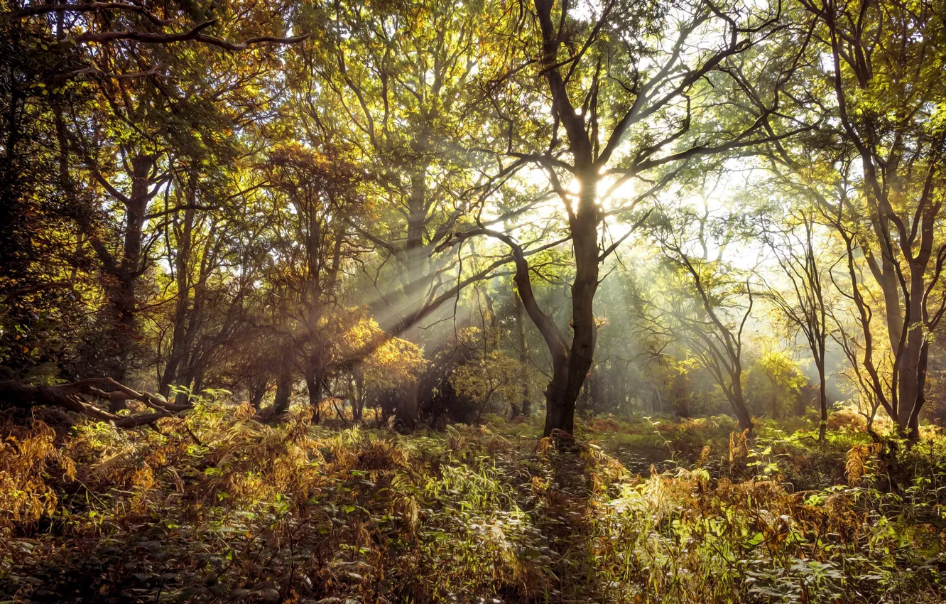 Photo wallpaper autumn, forest, fern