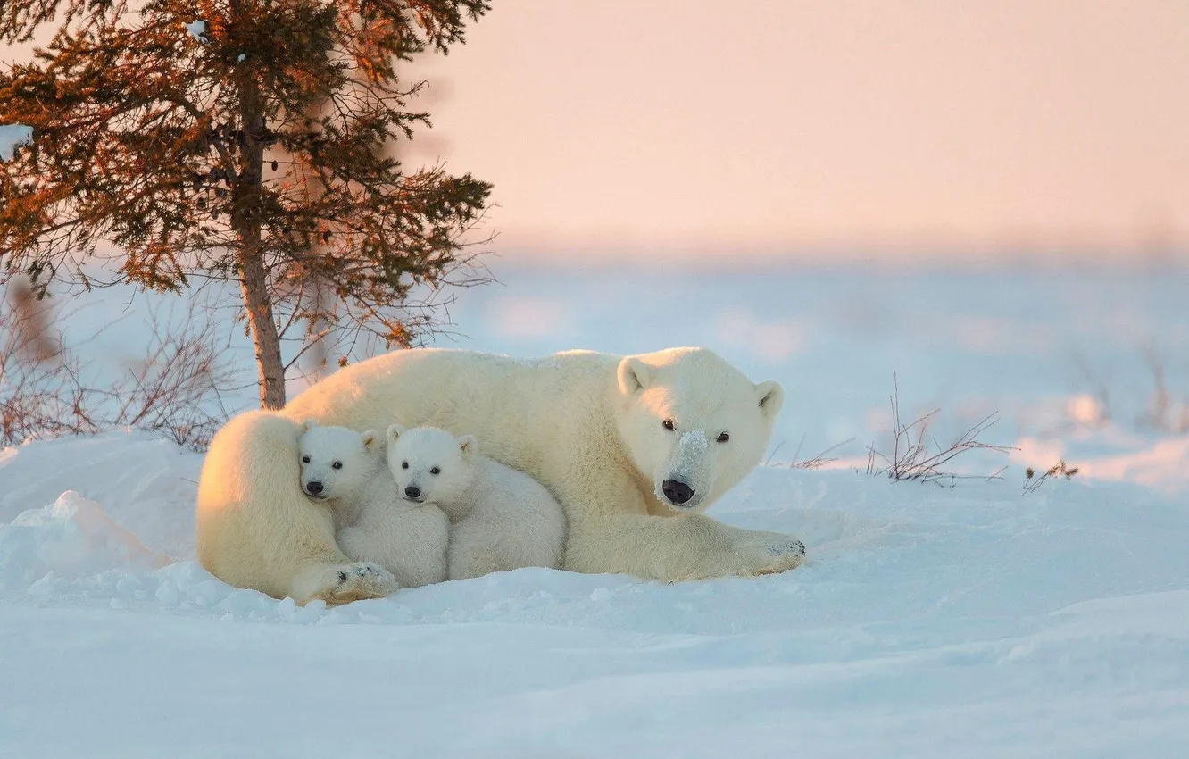 Photo wallpaper Predator, animals, snow, polar bear