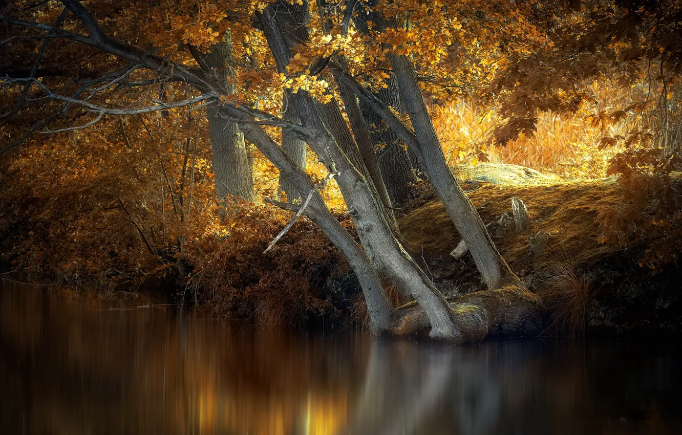 Photo wallpaper autumn, trees, river