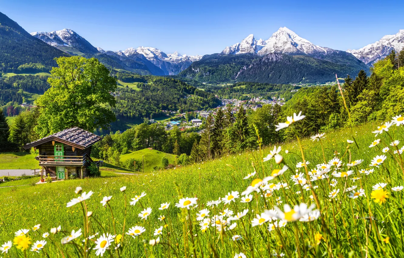 Photo wallpaper summer, grass, mountains, nature, chamomile, potion