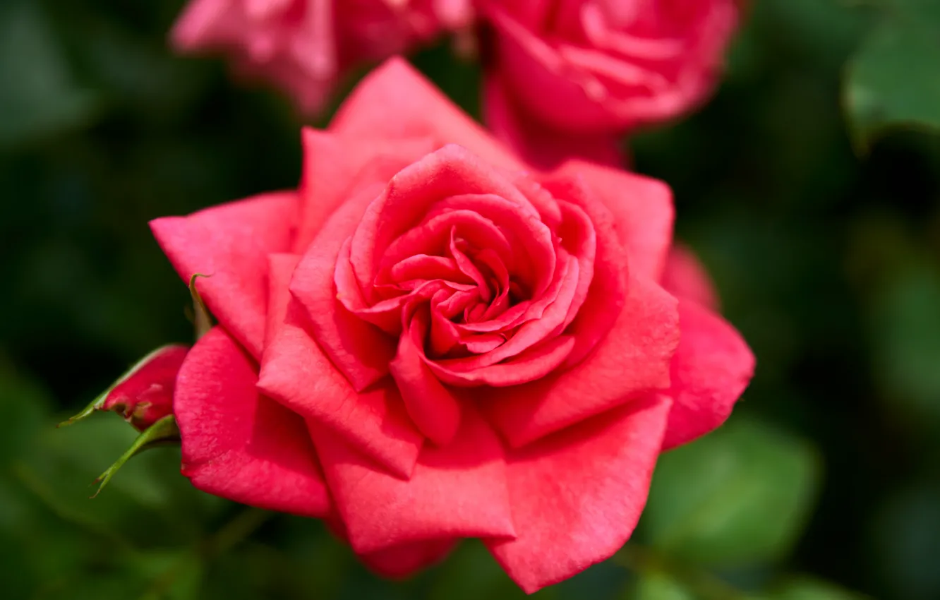 Photo wallpaper macro, roses, petals, buds