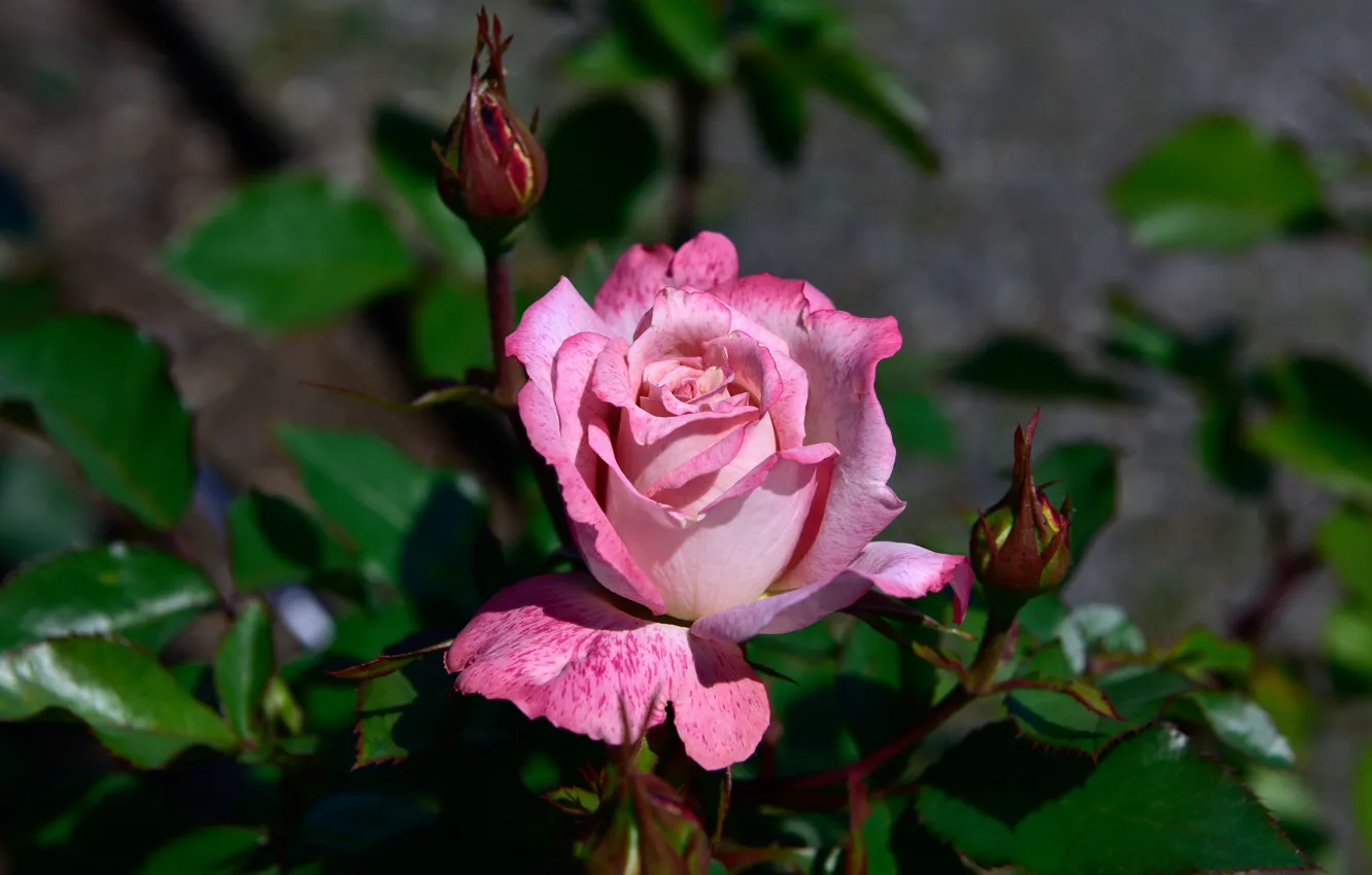 Photo wallpaper leaves, background, roses, garden, stem, pink, buds