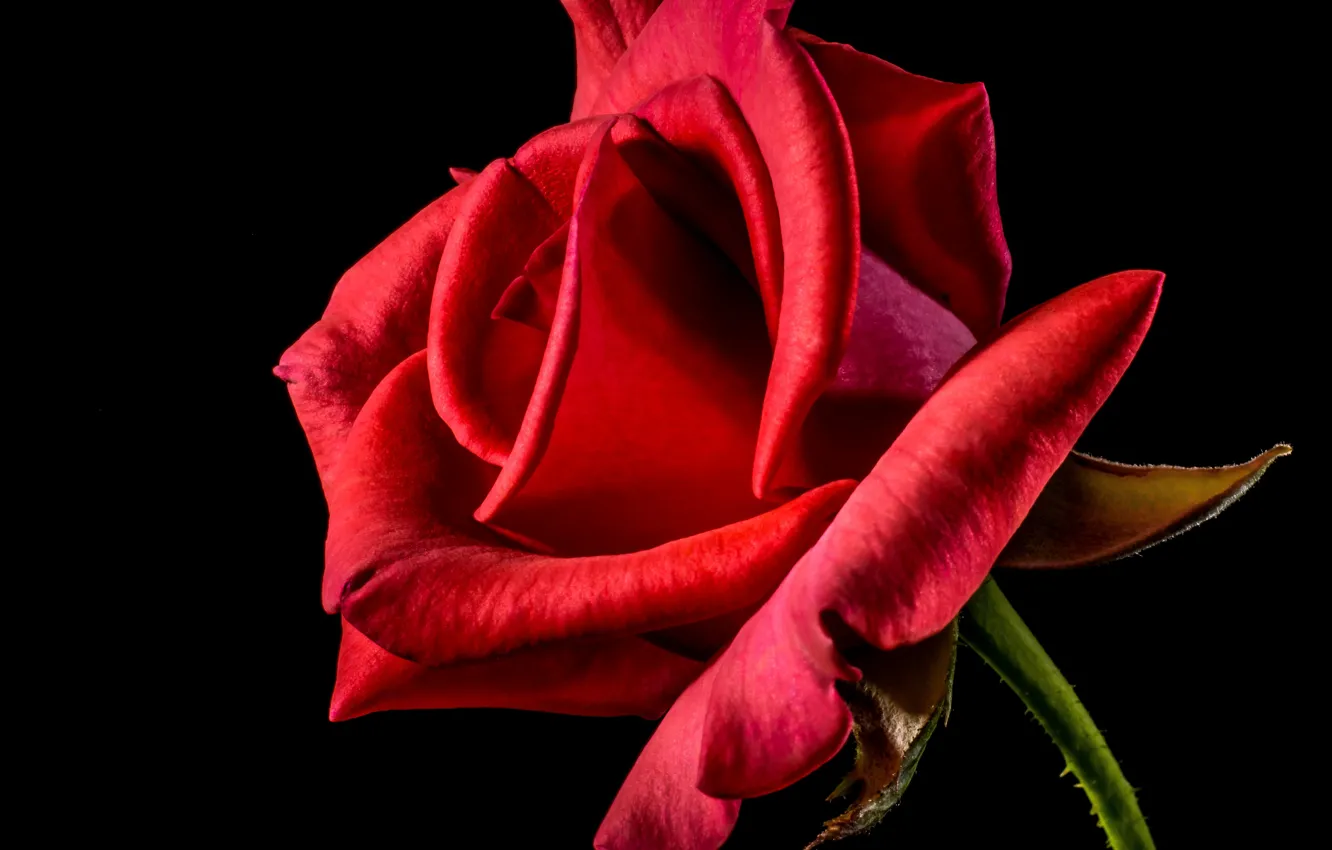 Photo wallpaper flower, rose, beauty, rose, black background, flower, beauty, black background