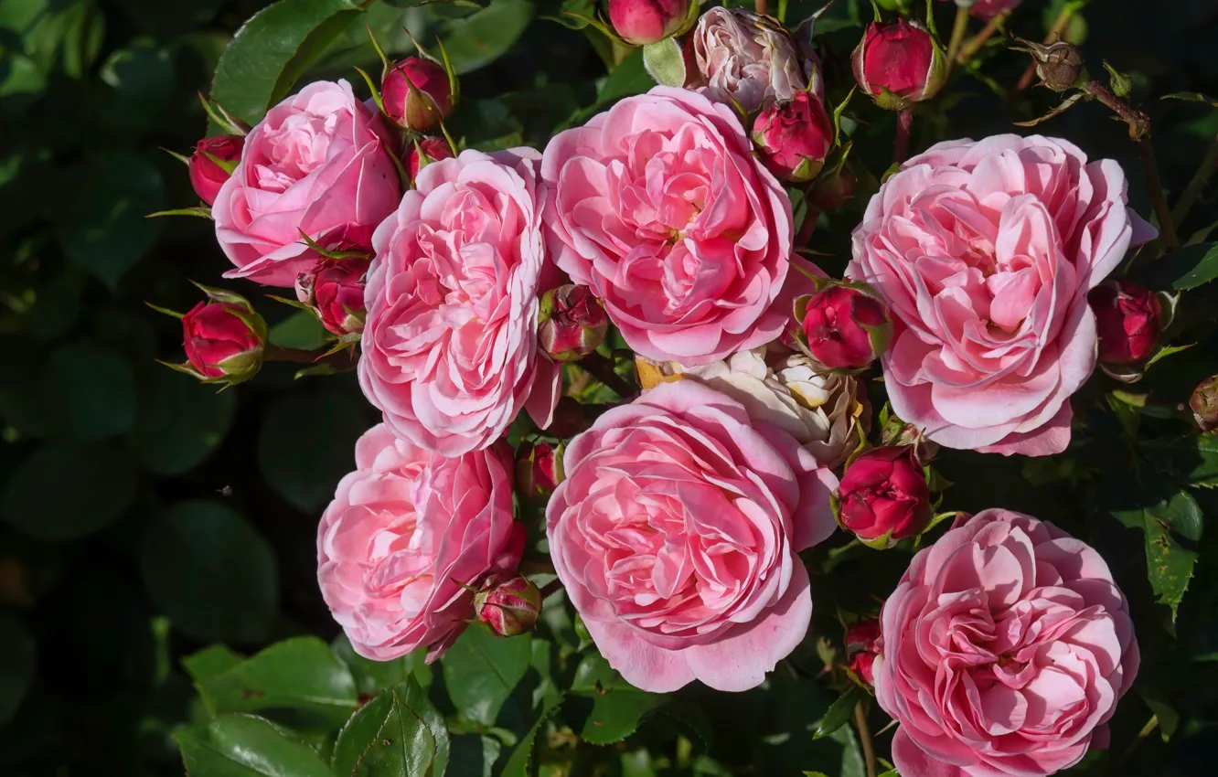 Photo wallpaper roses, buds, rose Bush