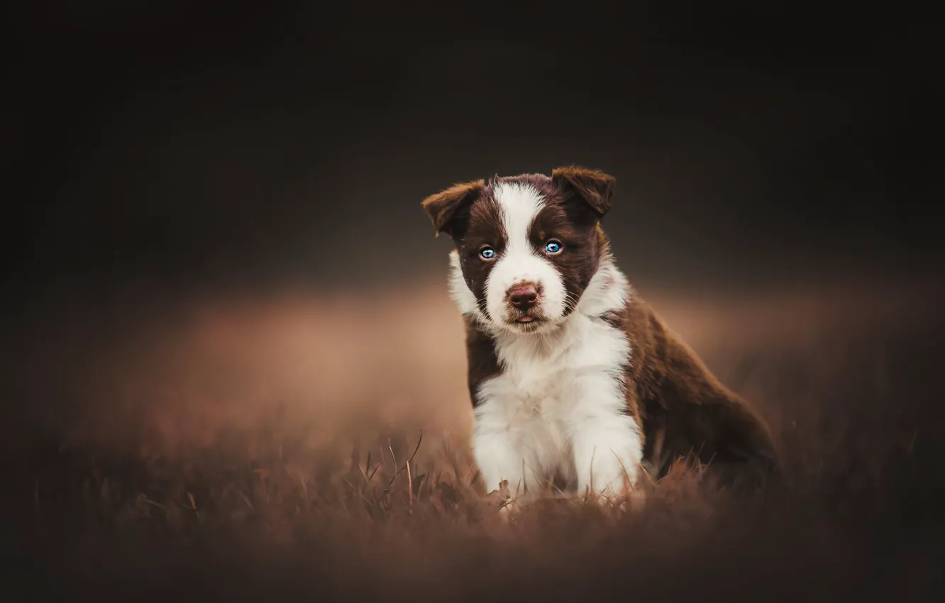Photo wallpaper background, dog, puppy