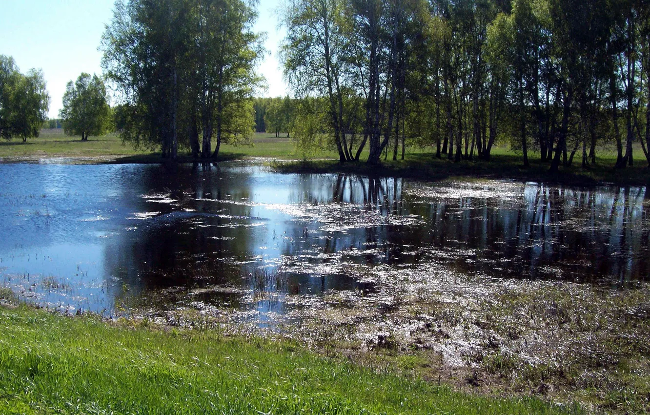 Photo wallpaper water, nature, spring, birch, flood