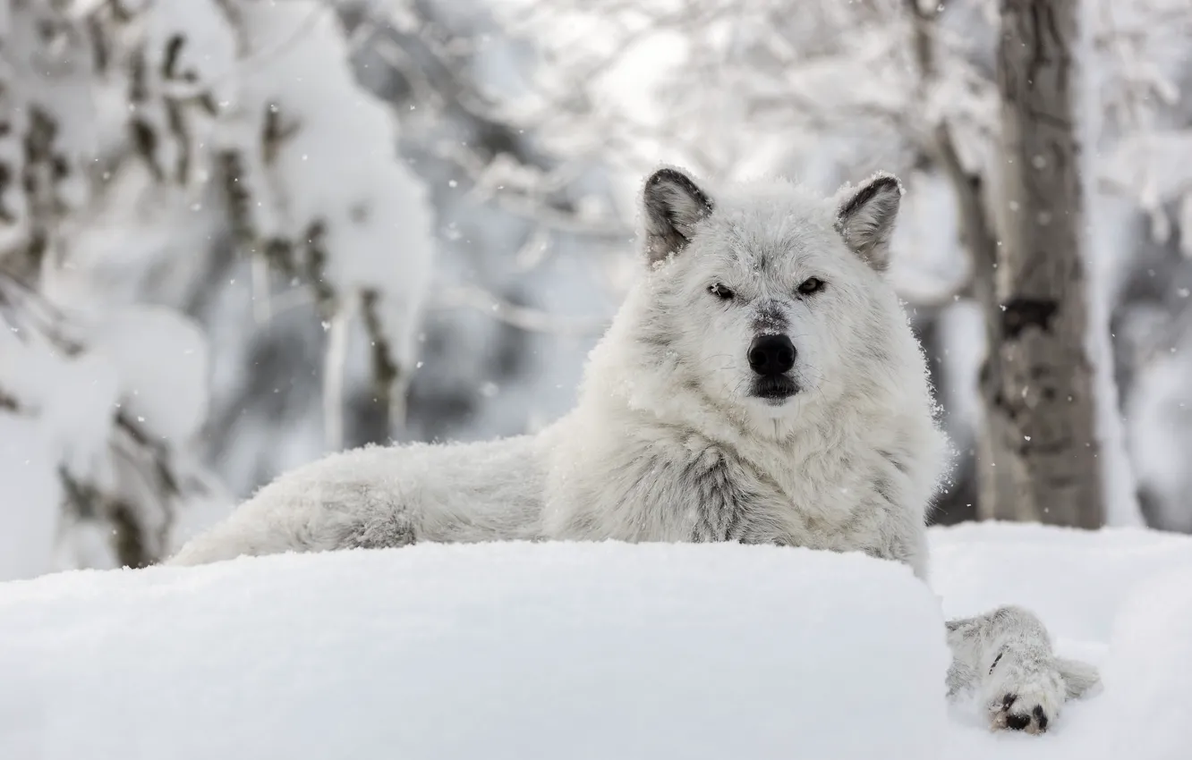 Photo wallpaper winter, face, snow, wolf, polar