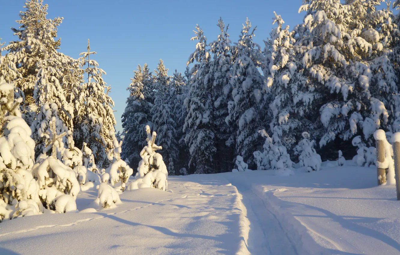Photo wallpaper forest, snow, Winter
