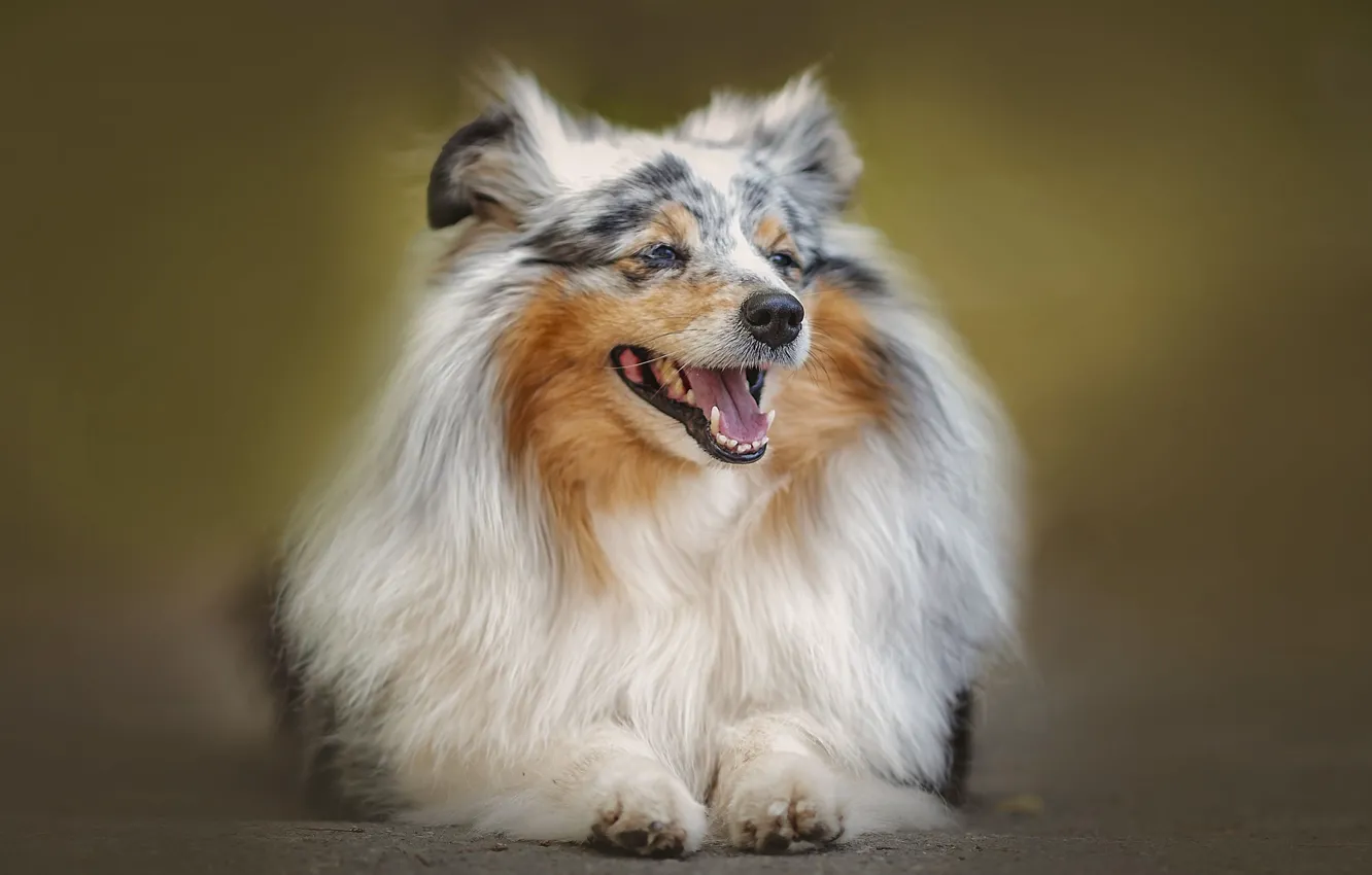 Photo wallpaper face, background, dog, Sheltie, Shetland Sheepdog, long hair, Aksinya Denisova