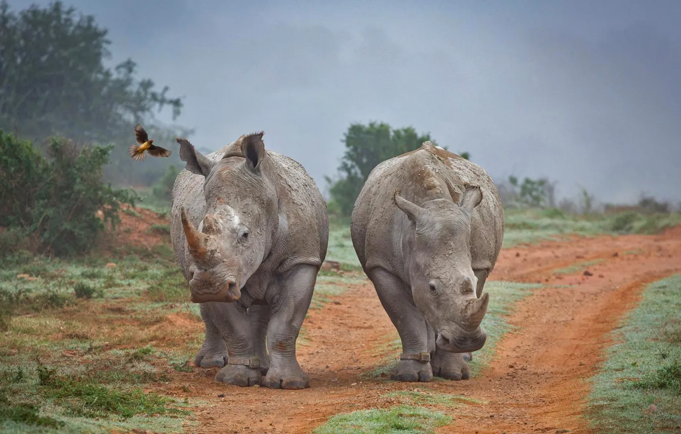 Photo wallpaper Rhino, South Africa, buff Starling, Amakhala Game Reserve