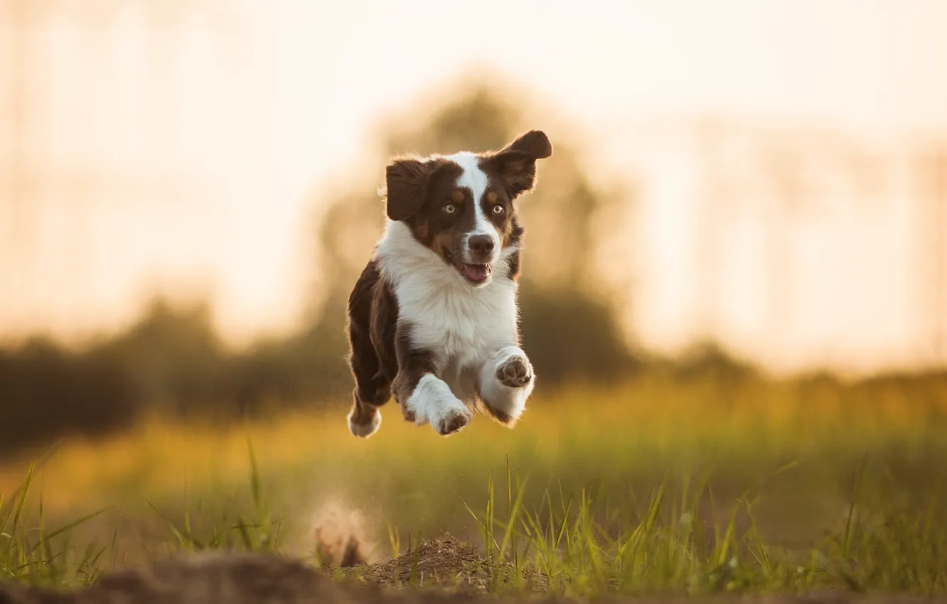 Photo wallpaper mood, dog, running, flight, Australian shepherd, Aussie