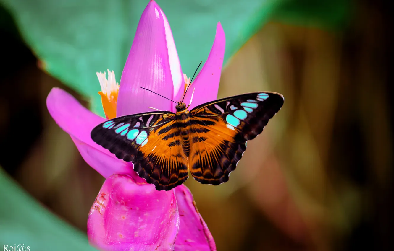 Photo wallpaper macro, flowers, butterfly, insect