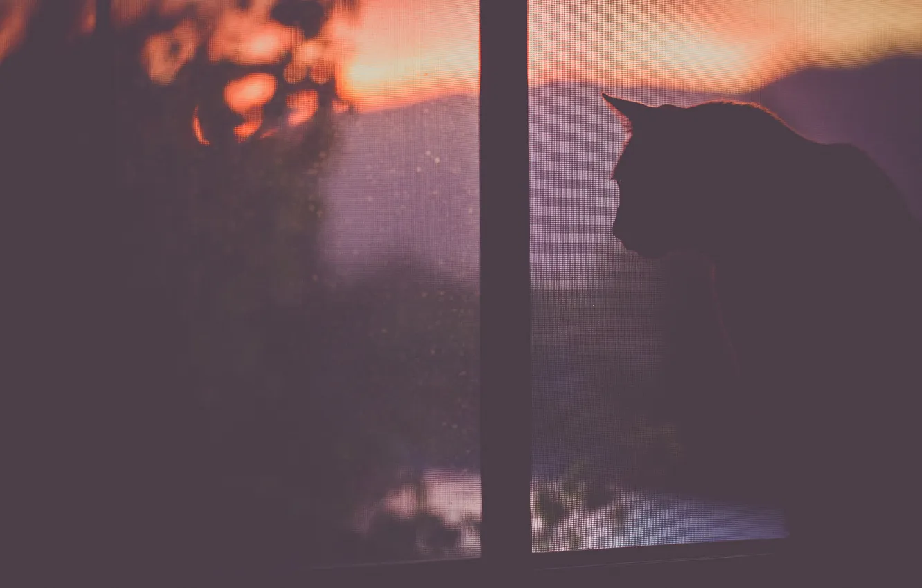 Photo wallpaper cat, cat, window, sitting