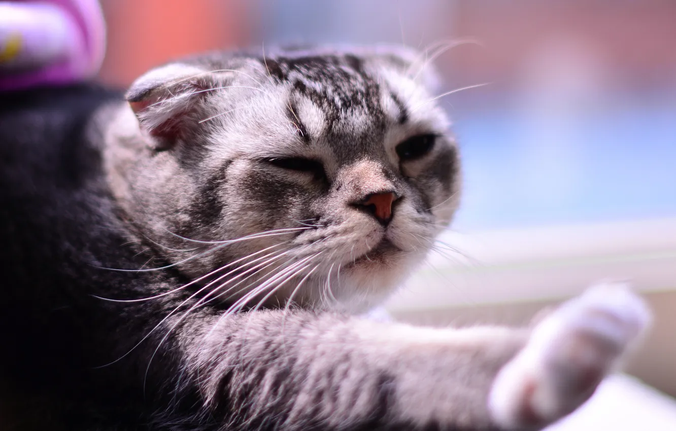 Photo wallpaper cat, Koshak, Tomcat, potyagushki