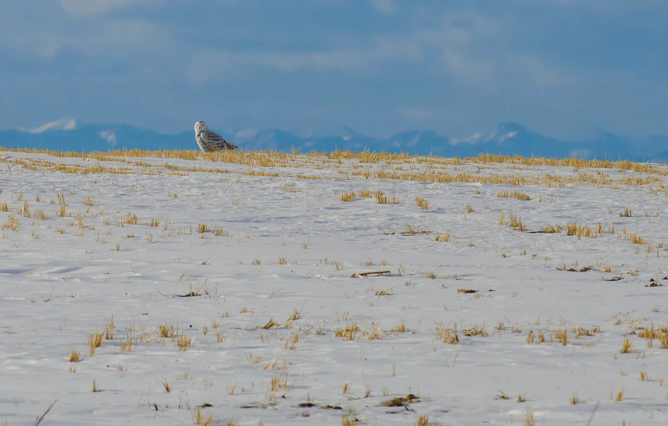 Photo wallpaper winter, the sky, grass, clouds, snow, mountains, owl
