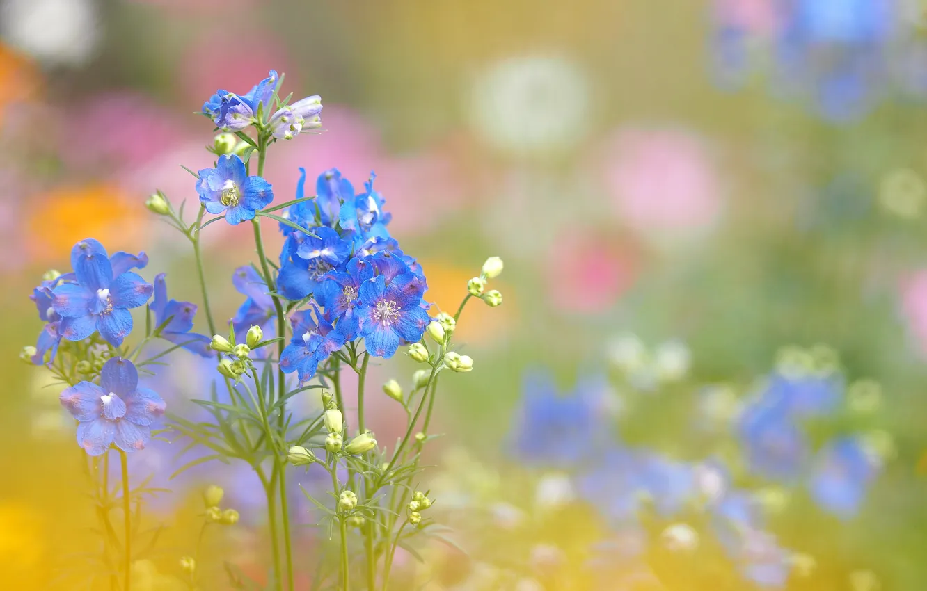Photo wallpaper field, grass, flowers, plant, meadow, inflorescence