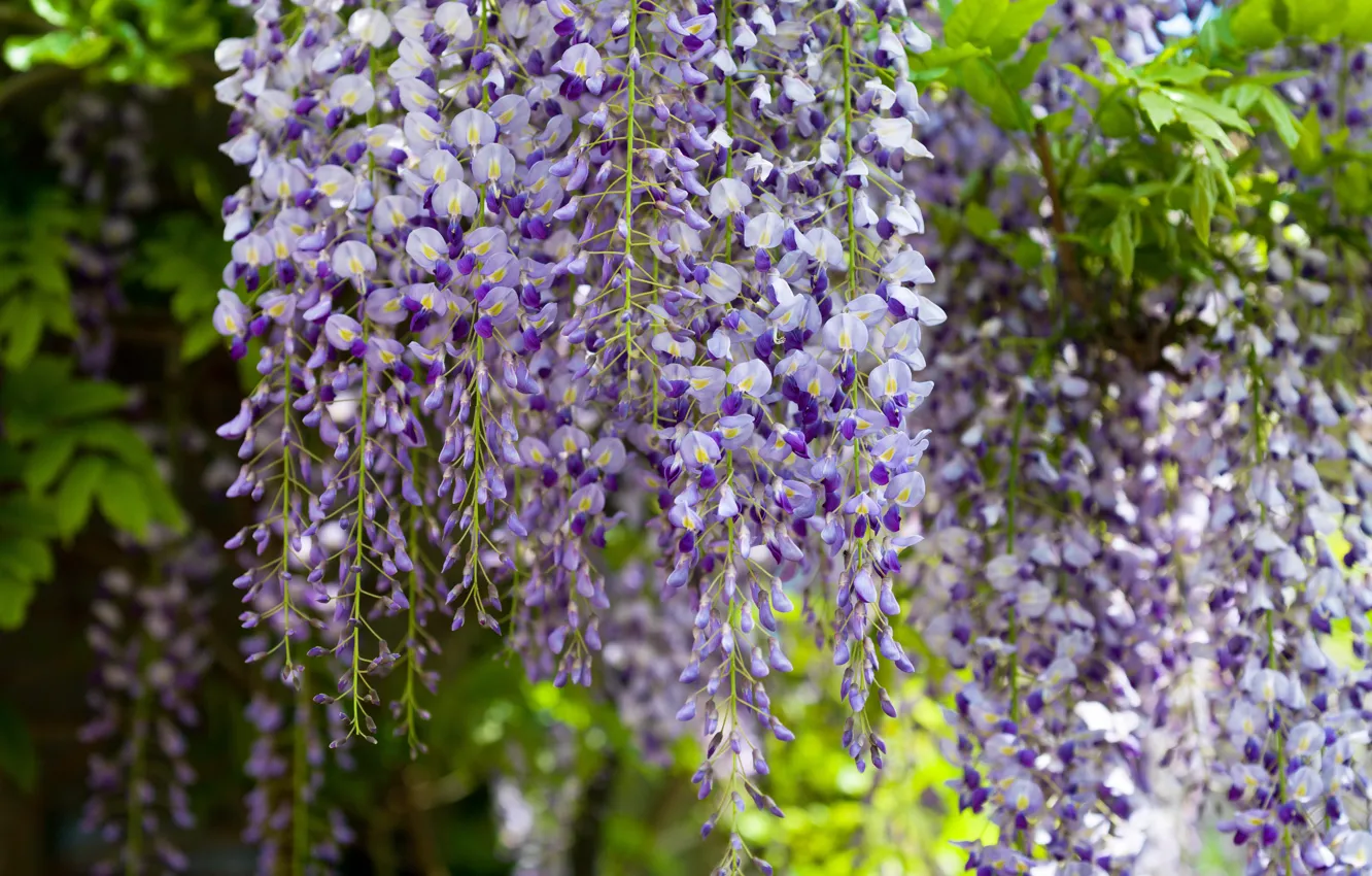 Photo wallpaper bunch, Wisteria, Wisteria