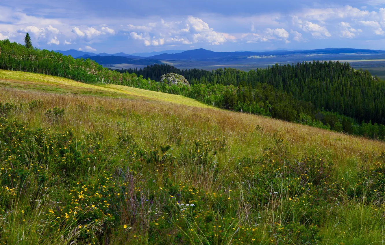 Photo wallpaper forest, summer, grass, mountains, slope, hill, meadow